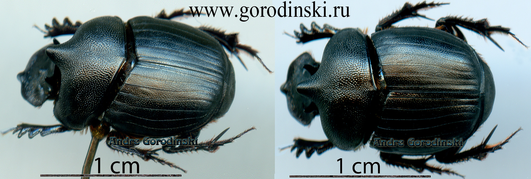 http://www.gorodinski.ru/copr/Onthophagus tricornis.jpg